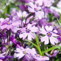 Флокс шиловидный Purple Beauty