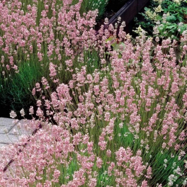 Лаванда узколистная Rosea