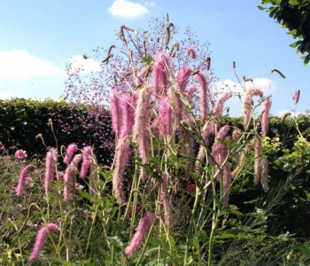 Кровохлебка лекарственная Old Pink