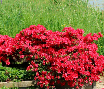 Азалия японская Maruschka