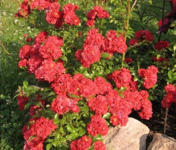 Роза почвопокровная Rote The Fairy