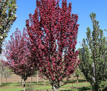 Яблоня Red Obelisk