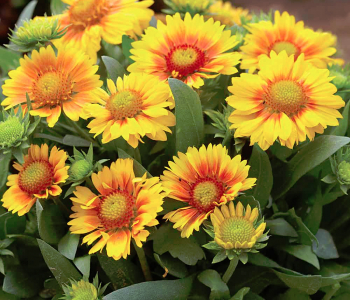 Гайлардия остистая Sunset Orange