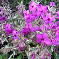 Флокс шиловидный Variegata