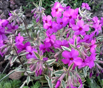 Флокс шиловидный Variegata