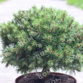 Сосна горная Lilliput