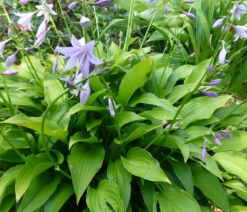 Хоста ланцетолистная 