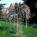 Ива козья Pendula