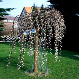 Ива козья Pendula