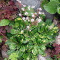 Камнеломка теневая Variegata