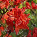 Рододендрон листопадный Hotspur Red