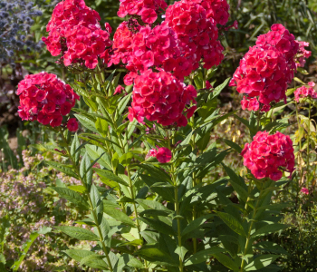 Флокс метельчатый Grenadine Dream