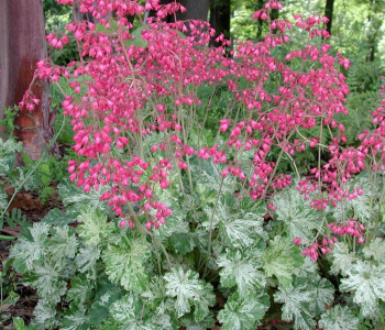 Гейхера Flores Snow