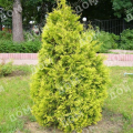 Туя западная Europe Gold