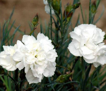 Гвоздика перистая Haytor White