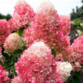 Гортензия метельчатая Pinky Promise