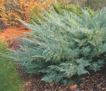 Можжевельник виргинский Hetz