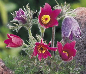 Прострел обыкновенный Pulsar Red Shades