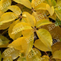 Виноград девичий пятилистный YellowWall