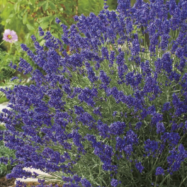 Лаванда узколистная Hidcote Blue