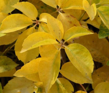 Виноград девичий пятилистный YellowWall