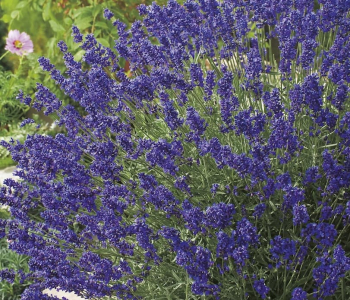 Лаванда узколистная Hidcote Blue