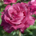 Роза чайно-гибридная Caprice de Meilland (Meilland)