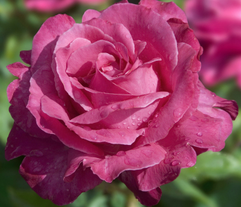 Роза чайно-гибридная Caprice de Meilland (Meilland)