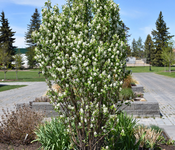 Ирга канадская Saskatoon Berry