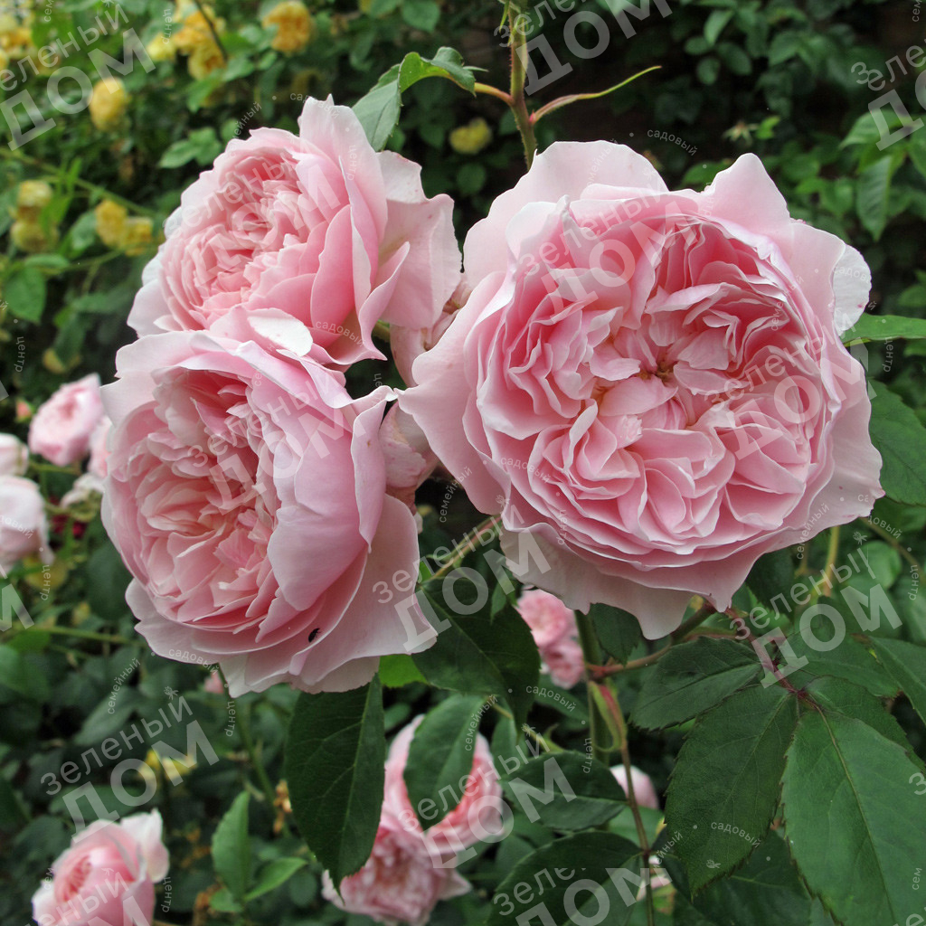 Роза английская Wisley 2008 — Купить саженцы в Екатеринбурге