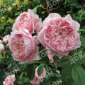 Роза английская Wisley 2008