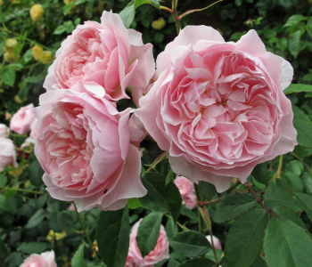 Роза английская Wisley 2008