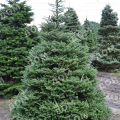 Пихта корейская Samling