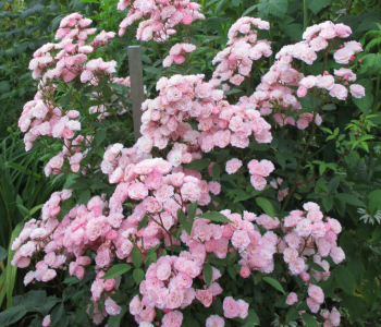 Роза кустовая Heavenly Pink