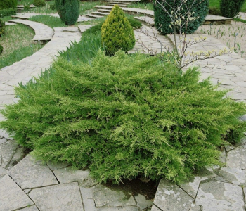 Можжевельник средний Pfitzeriana Bonsai