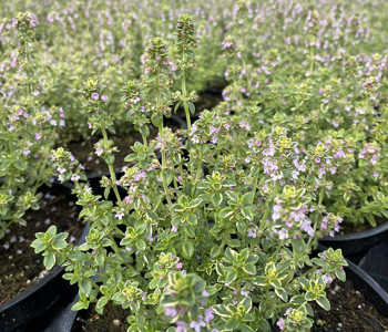 Тимьян лимоннопахнущий Mystic Lemon