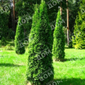 Туя западная Pyramidalis Compacta