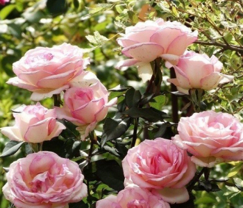 Роза чайно-гибридная Souvenir de Baden-Baden (Kordes)