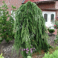 Лиственница Кэмпфери Pendula