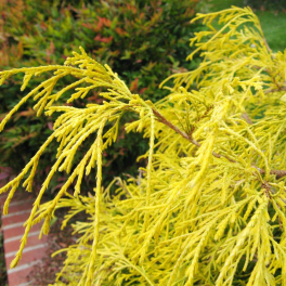Кипарисовик горохоплодный Filifera Aurea