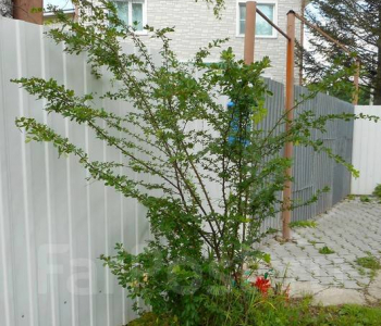 Карагана уссурийская