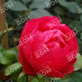 Роза флорибунда Cherry Bonica (Meilland)