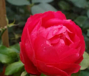 Роза флорибунда Cherry Bonica (Meilland)