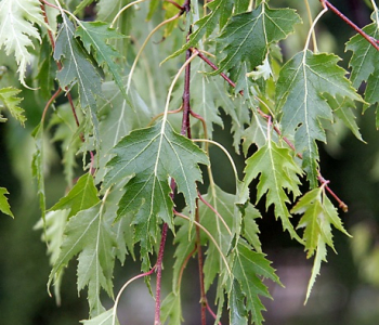 Береза повислая Gracilis