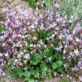 Колокольчик Пожарского Lisduggan Variety