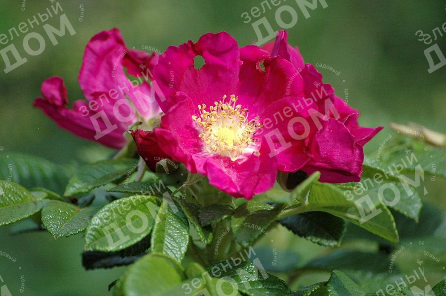 Роза морщинистая Rubra