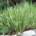 Аир злаковидный Argenteostriatus