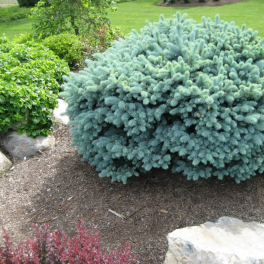 Ель колючая Glauca Globosa