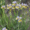 Ирис сибирский Tipped in Blue
