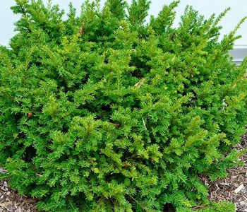 Тисс остроконечный Nana